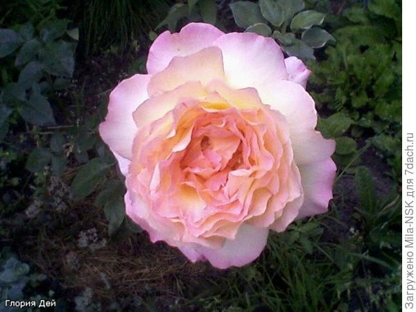 Глория дей, первый цветок, 2010 г. после покупки.