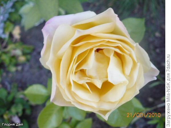 Второй цветок в сентябре.