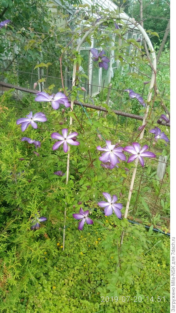 а этот выращен из малюсенького корешка.