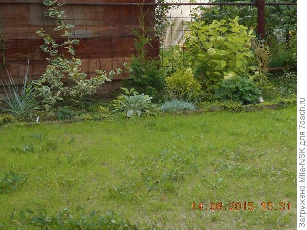 Здесь она в августе 2015. Пока растет только в высоту, но очень быстро.