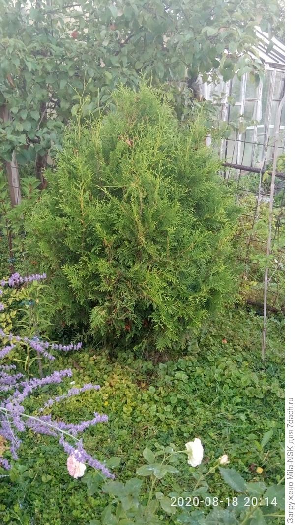 А эта Смарагд у меня была тоже наполовину выше, но в 2018 г. погорела сильно на солнце. Пришлось обрезать ей макушку и ветки основательно почикать. Стояла этаким "гадким утенком". Но за три сезона нарастила себе новые веточки и распушилась.