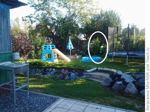 Это сент-2017. Здесь она делеко, не совсем хорошо видна. Но после того, как я стала ее стричь, она начала вширь раздаваться.