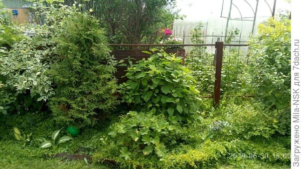 забор высотой 1 м, туя немного выше его.