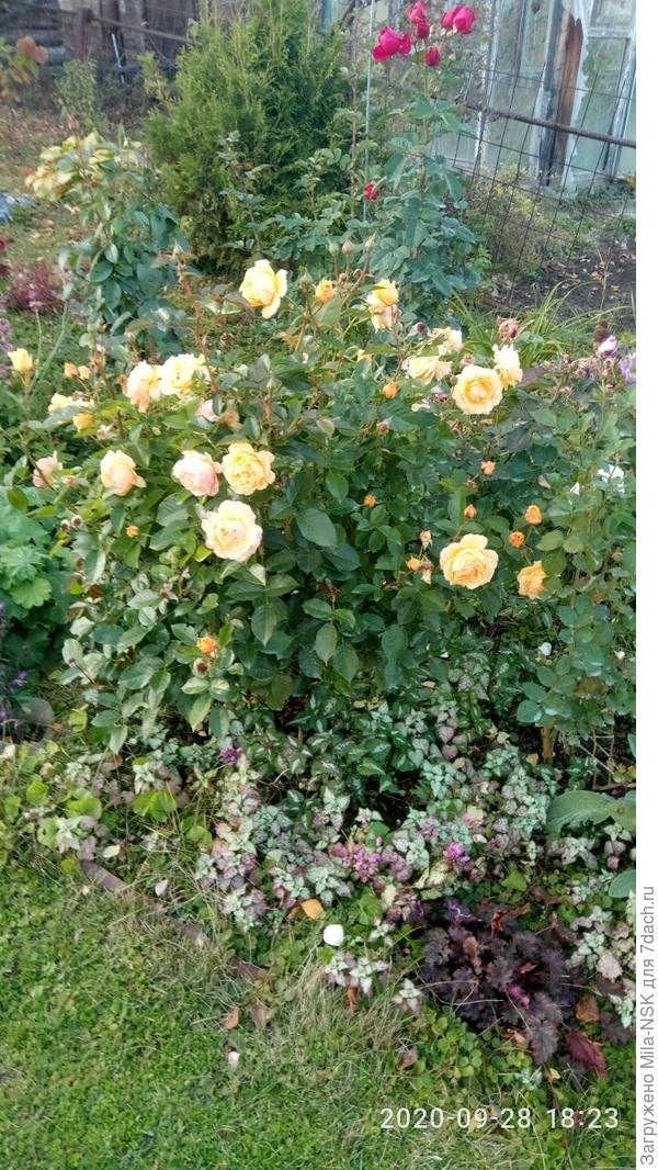 Это конец сентября-2020, куст весь усыпан цветами, и ей наплевать, что впереди зима!