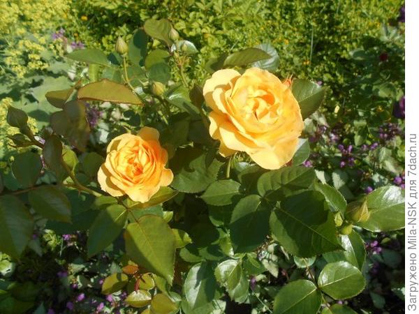 Это ее цветок поближе