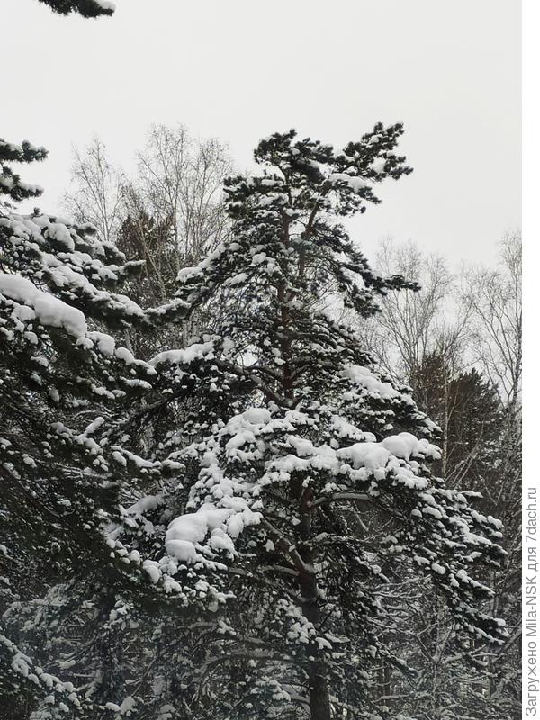 Сосны в снежных шапках.