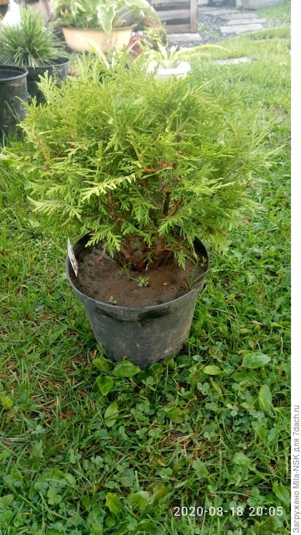 Даника пока еще малышка, поэтому растет еще в горшке