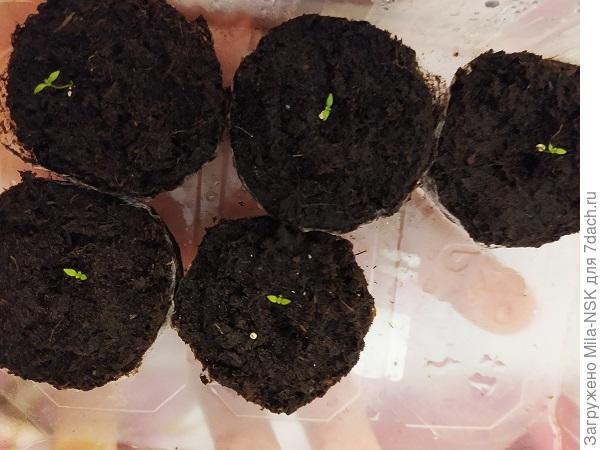 Сегодня у одного сорта показались первые настоящие листочки. Мизерные еще пока, но все-таки... Растем, однако!.