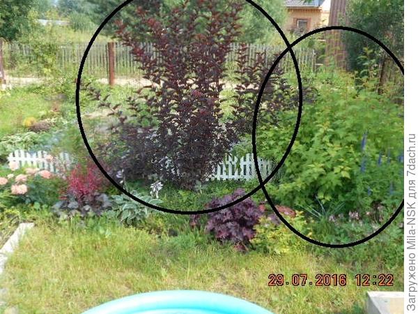 Июль-2016... ну и так далее... растут не по дням, а по часам!