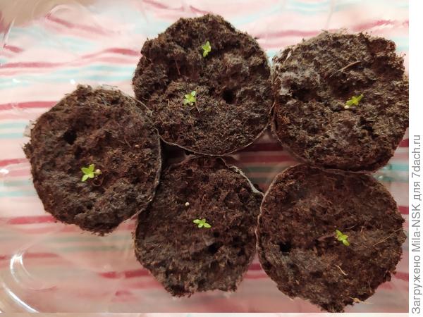 Фламенко желтая. Тоже по-маленьку растет.