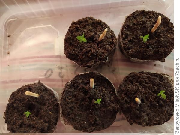 Больше всех меня радует Эхо голубая. У нее уже довольно крупненькие (по сравнению с остальными) листочки