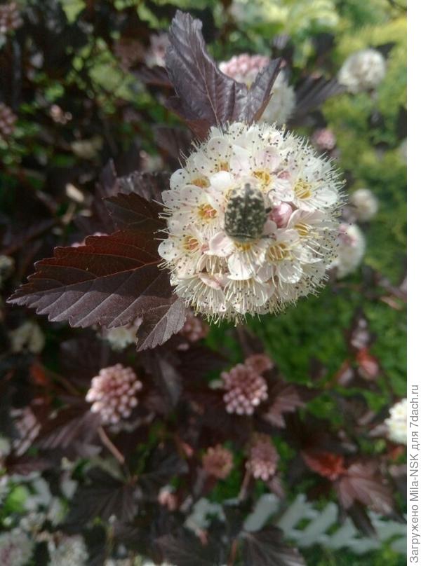 Это его соцветие поближе