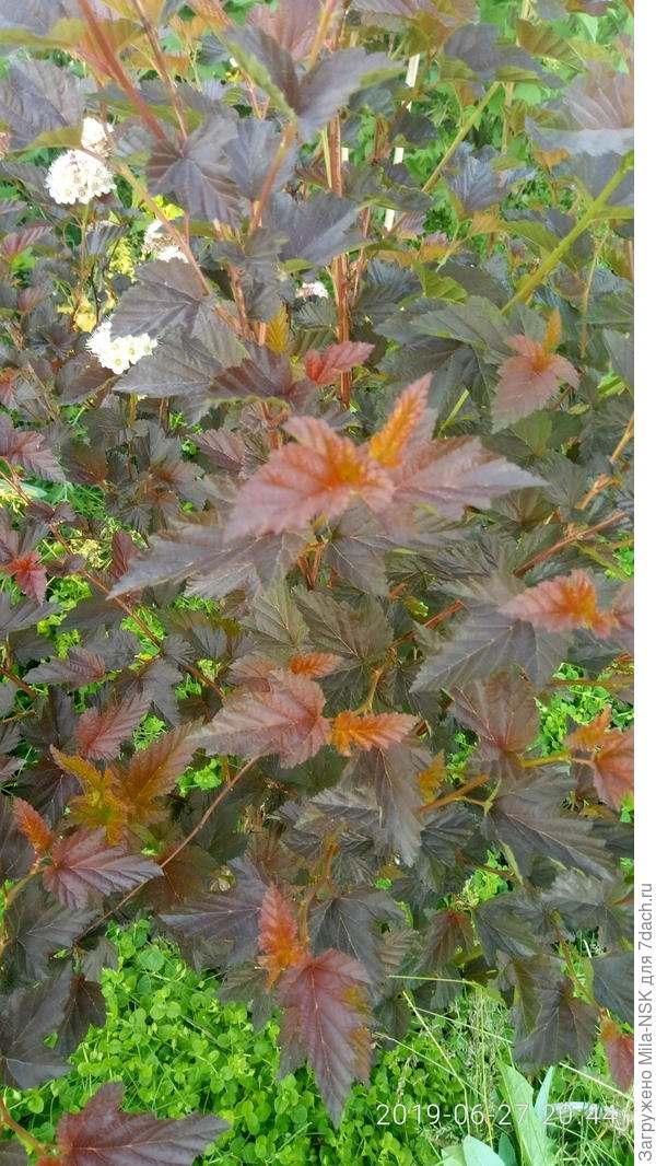 Здеховичны