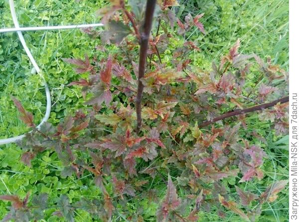 Хамелеон, нижние ветки.