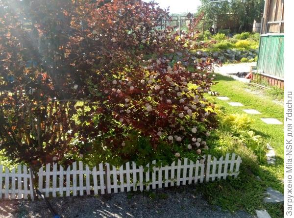 Это &quot;Леди ин ред&quot; (или как его там правильно зовут) во всей своей цветущеей красе, ветки почти лежат на земле от тяжести.