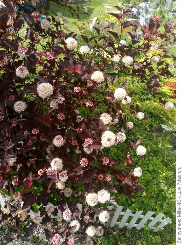 Вот его ветка поближе