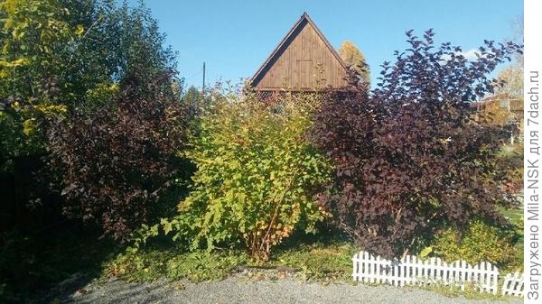 А вот такой эта троица была до стрижки (фото 2019 года). Это вид с обратной стороны. Леди ин ред здесь справа.