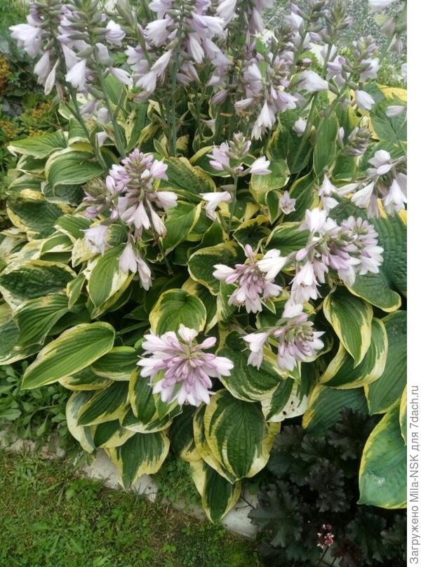 Это одна из моих любимиц. Имя ее я не знаю, т.к. давала мне ее сноха маленьким кусочком в 2013 году, когда мы только купили эту дачу.