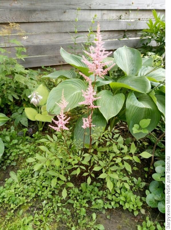 Императрица Ву в паре с астильбой. Слева виднеется еще одна хосточка, посаженная в один год с Императрицей (2018г)