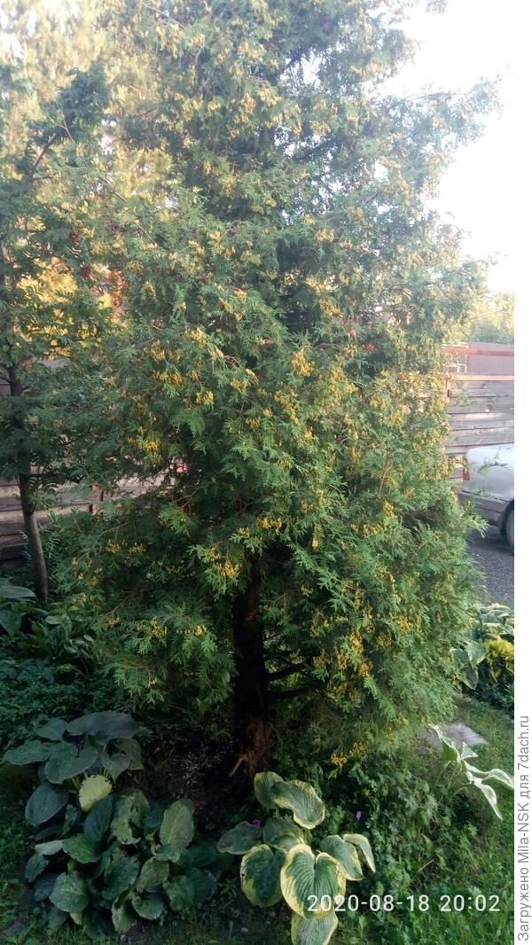 Вот здесь она на переднем плане под туей.