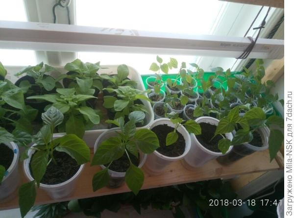 18.03.2018. Перчикам ровно месяц.