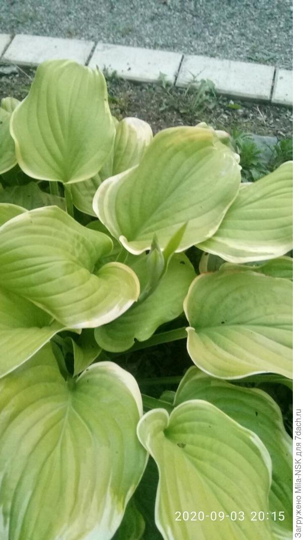 Здесь виден небольшой цветонос