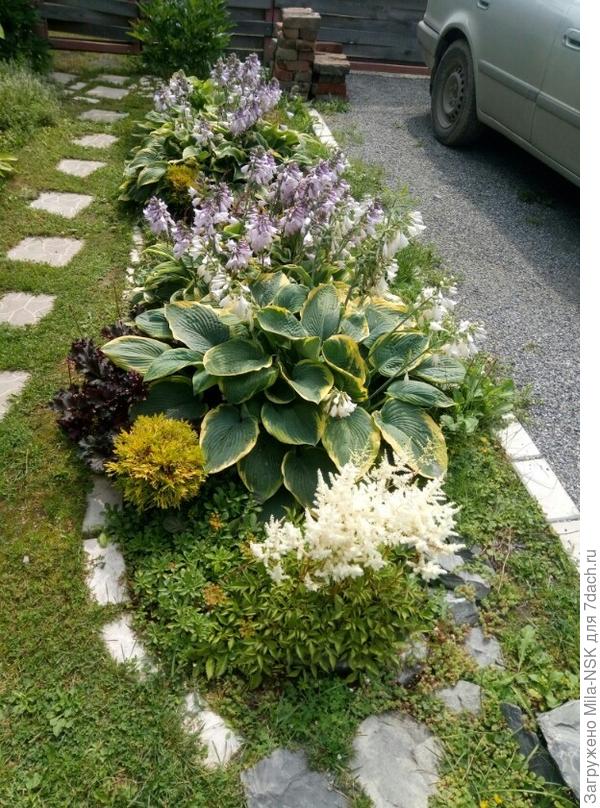 На переднем плане Американ хало. Тоже растет с 2014 г.