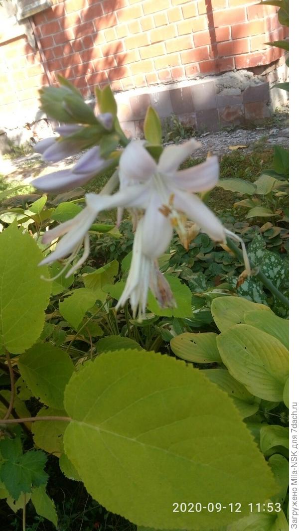 Эта вообще до конца сентября цвела. Листья уже стали желтеть, а цветочкам хоть бы что!