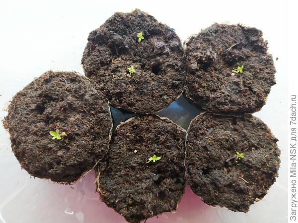 Фламенко желтая