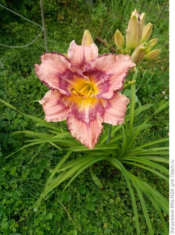 Этот молодой, первый год зацвел.