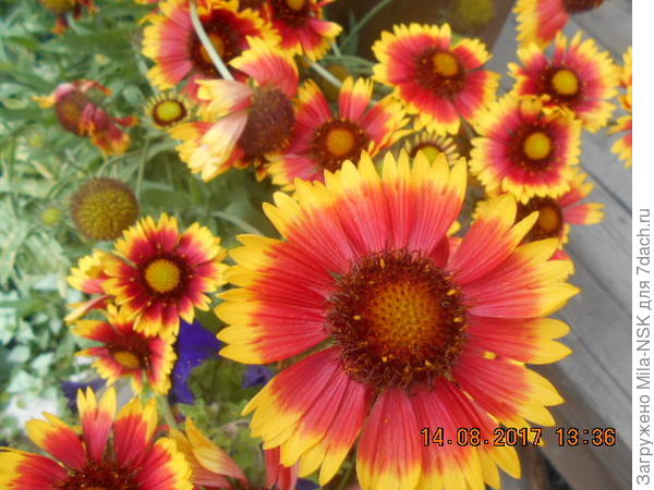 Август-2017г.