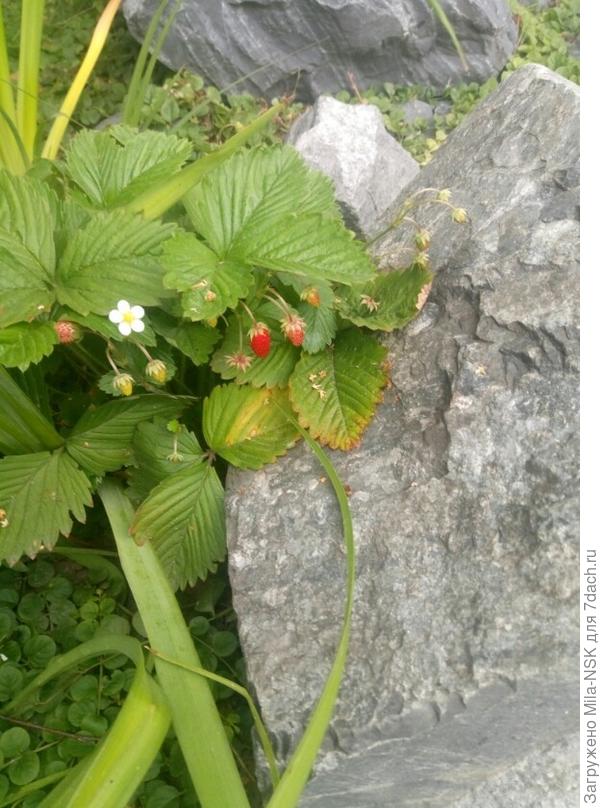 Наша &quot;земляничная полянка&quot; среди  камней. Непонятно, откуда  взялась.