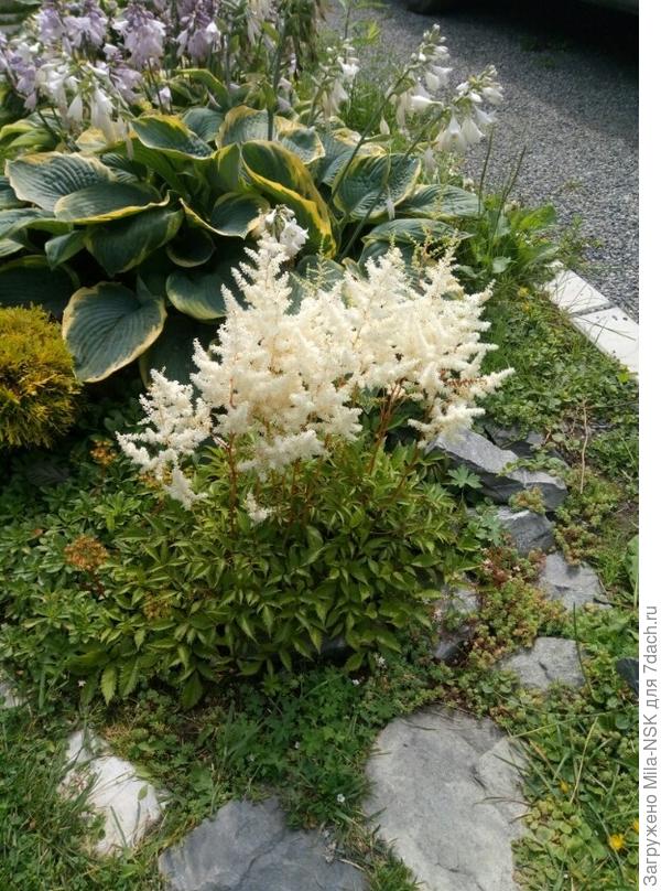 Эта одна из самых &quot;стареньких&quot; - Вайс Глория