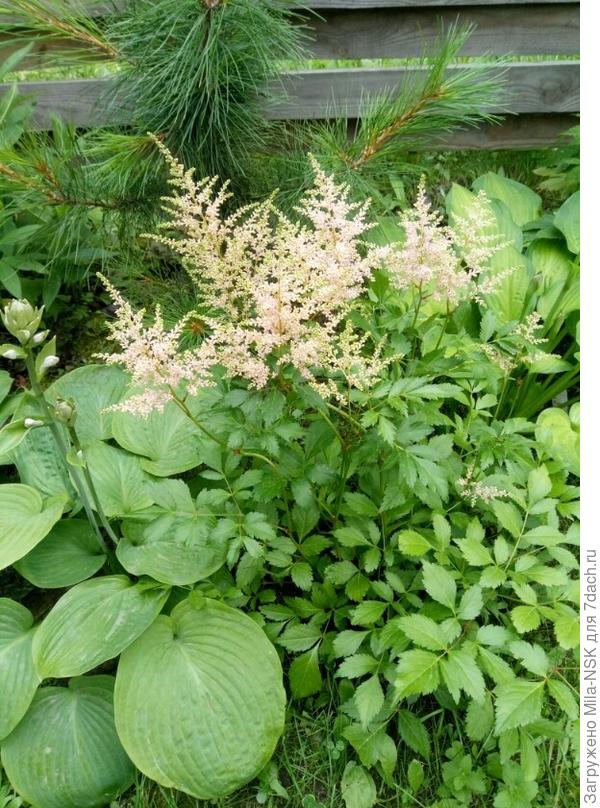 Вэта сидит в лесном уголке в полутениот