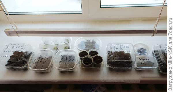 Моя плантация