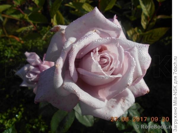 В капельках утренней росы