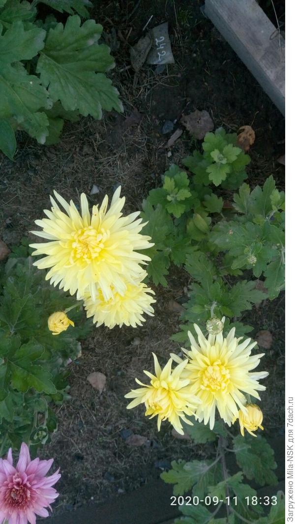 Липнева. Самая ранняя из моих.