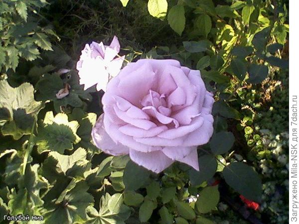 Голубой Нил а старой даче