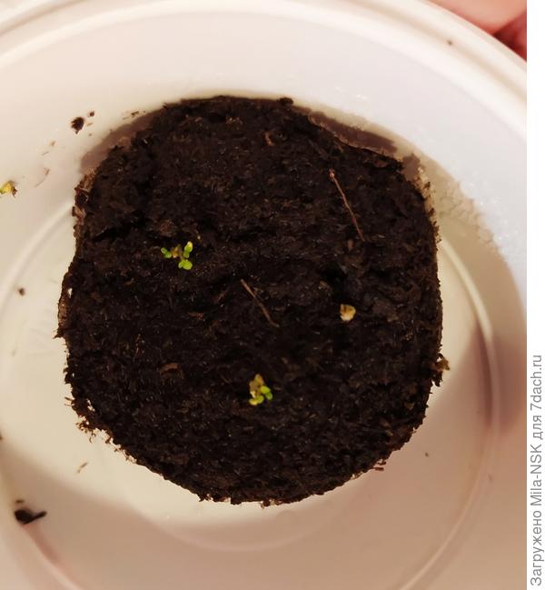 Эта тоже из мультигранул.