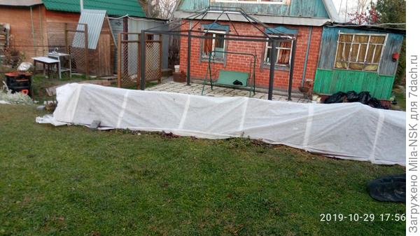 Розы отправлены на зимовку.