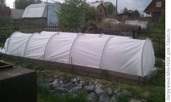 Томатики под укрывным.