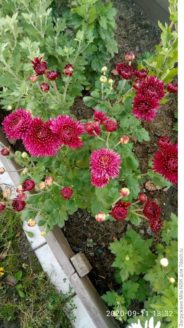 Кустик в начале цветения.