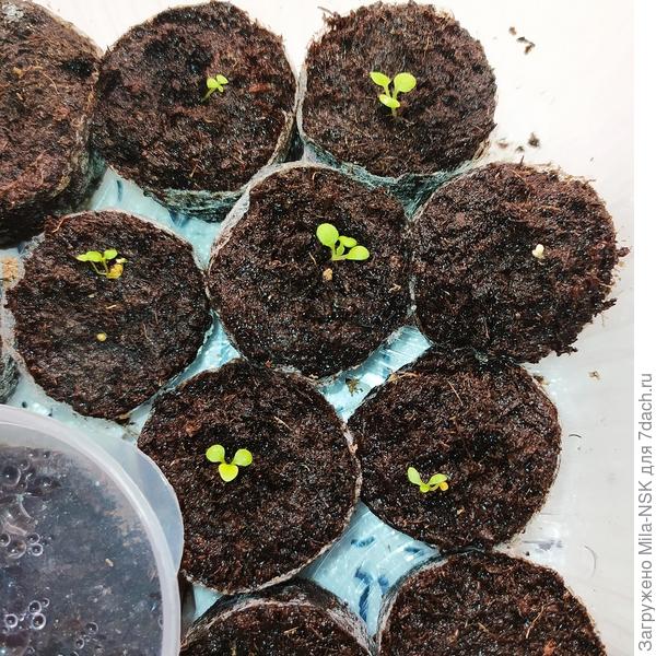 Мом малипуськи, посеяны 13 февраля. У некоторых уже настоящие листочки начали отрастать, а некоторые тольк-только проклевываются. Хотя большинство уже давно повилиь на свет божий и набирают силу. На след..выходных часть уже пойдут на ПМЖ в стаканчики.