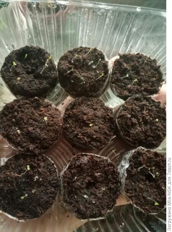 20 февраля-ниточки