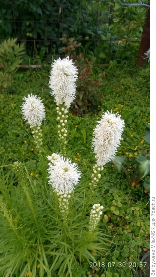 Белый в первый год посадки.