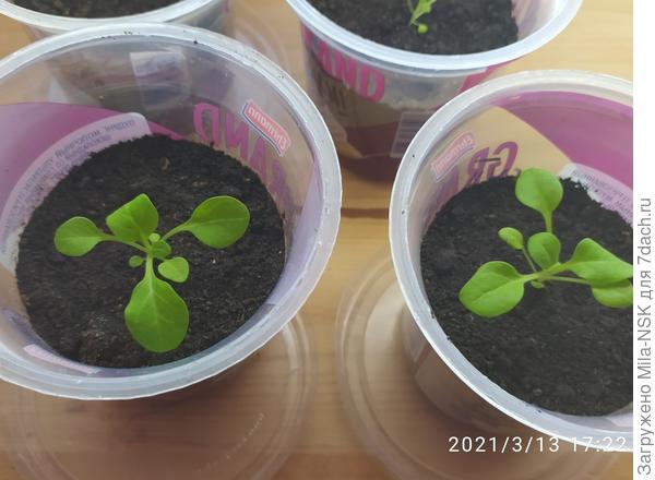 Некоторые петунички такие