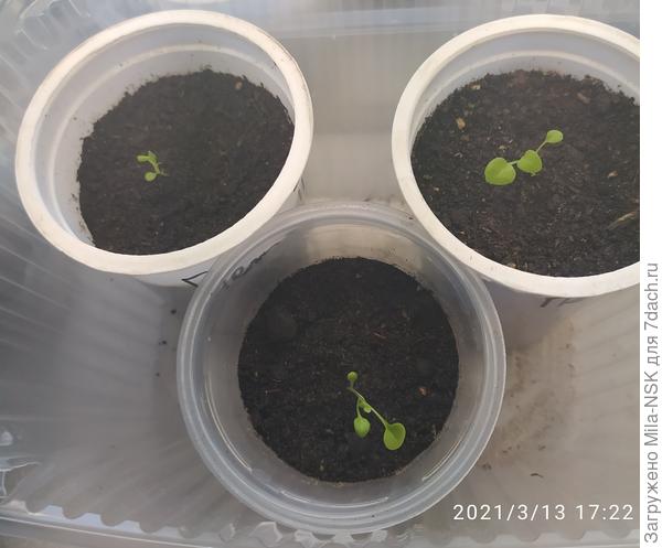 Но есть и такие...