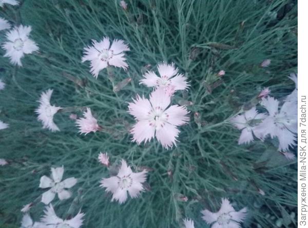 гвоздика сизая