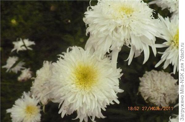 махровая ромашка  Фиона Когхилл на старой даче