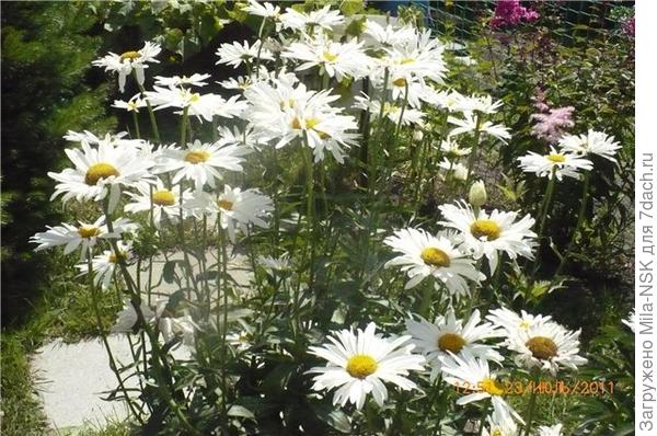 крупная ромашка на старой даче